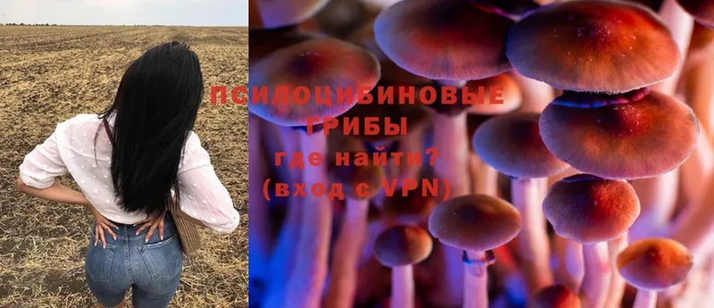 дарнет шоп  Баксан  Галлюциногенные грибы Psilocybine cubensis 